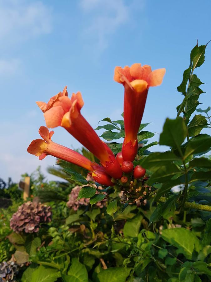Jeju Eco Suites Seogwipo Exteriör bild